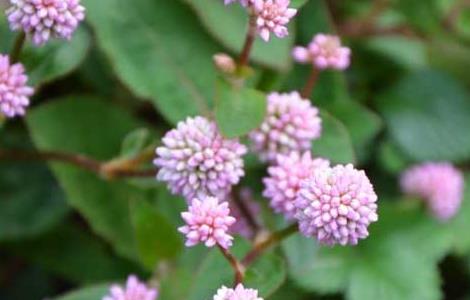 头花蓼虫害防治技术 头花蓼杀菌