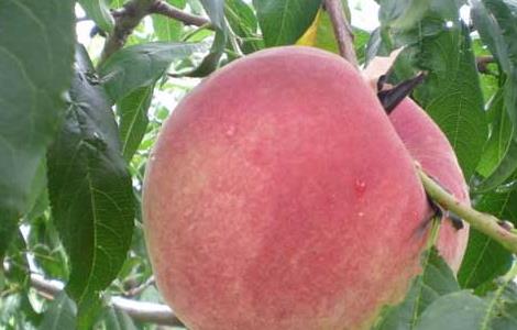 桃的产地分布 桃的主要产区
