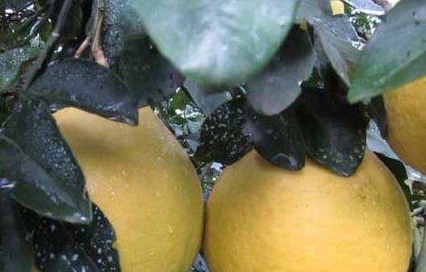 沙田柚种植几年结果 沙田柚种植几年结果出来