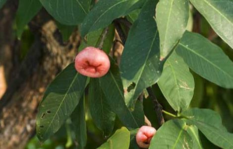 洋蒲桃的种植技术 洋蒲桃的种植技术与管理