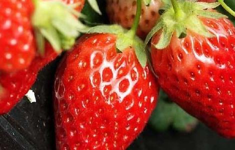 大棚草莓的种植技巧 大棚种草莓的方法与技巧