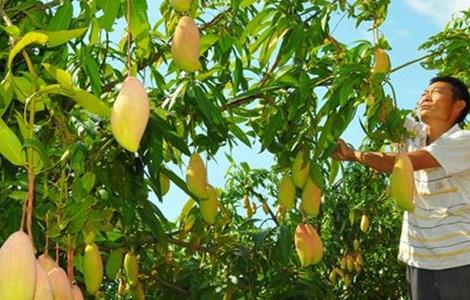 日灼病 芒果 防治方法