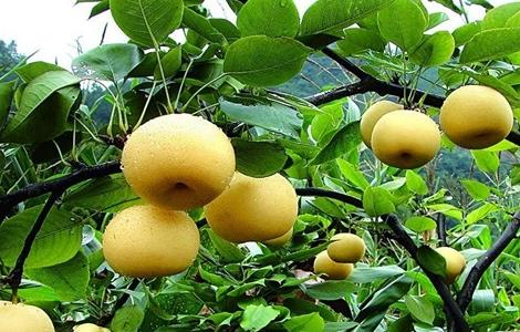 种植梨子的环境要求 梨子对生长环境的要求