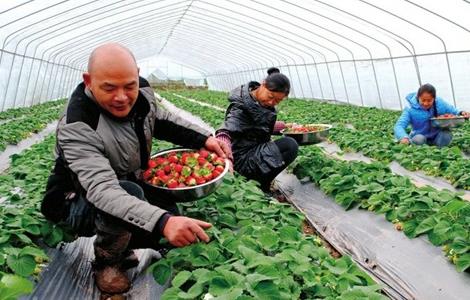 草莓高产栽培技术（草莓高产栽培技术与病虫害防治）