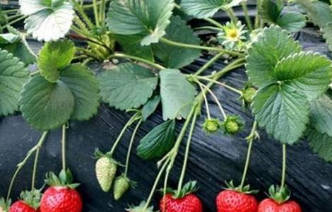 牛奶草莓的种植技术 牛奶草莓的种植技术与管理