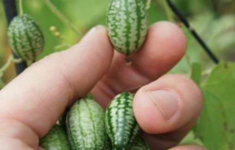 拇指西瓜种植方法（拇指西瓜种植方法视频）