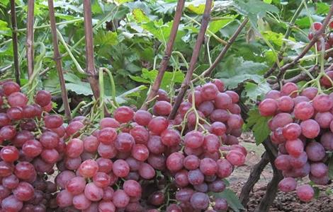 葡萄的栽培技术要点 葡萄的栽培技术要点是什么