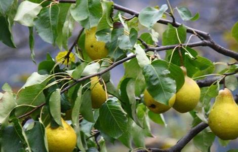 梨子种植的果园管理（梨子种植技术与管理）