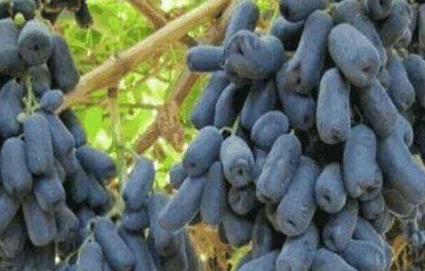蓝宝石葡萄的花果管理技术 蓝宝石葡萄栽培技术与管理
