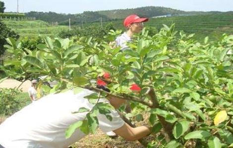 番石榴种植管理技术 番石榴种植技术及病虫害防治