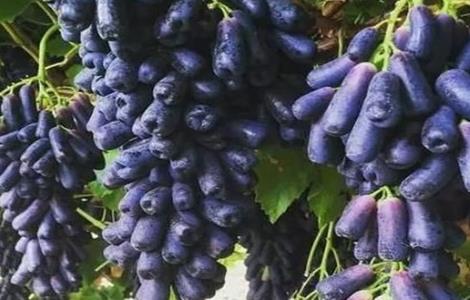 如何提高蓝宝石葡萄的产量 蓝宝石葡萄产量高吗