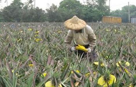 菠萝采收期注意事项 菠萝收获期