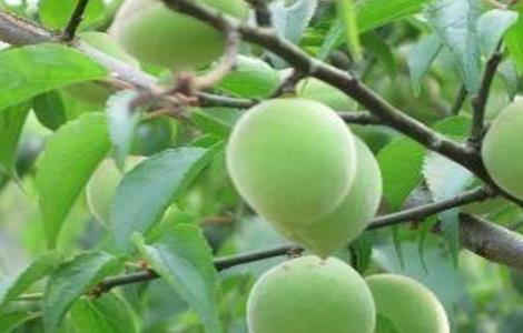 果梅的种植方法 果梅的种植方法视频