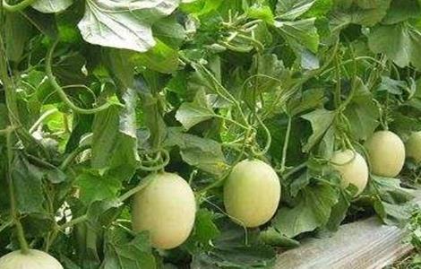 白兰瓜种植技术 白兰瓜种植技术全过程