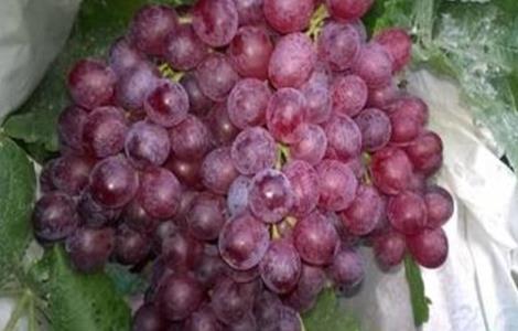 红宝石葡萄高产栽培技术 红宝石葡萄管理技术特点