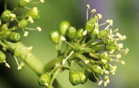 葡萄 花果期 管理技术