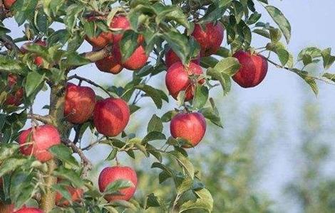 苹果树秋冬季该怎么管理 苹果树秋冬季管理技术