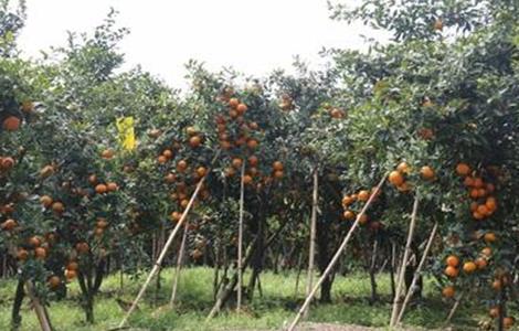 沃柑如何选地建园 柑橘种植技术