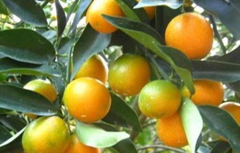 脆皮金桔的种植技术（脆皮金桔的种植技术与管理）