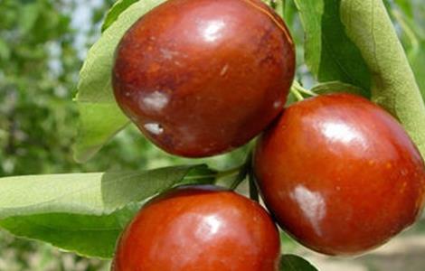 枣树种植管理要点 枣树种植管理要点是什么