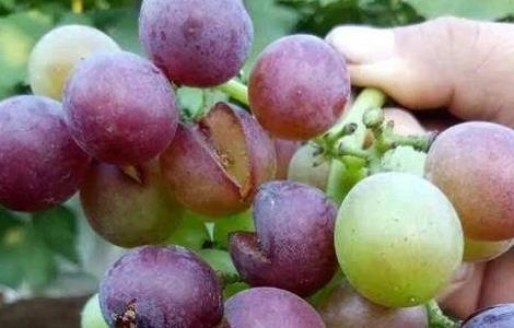 葡萄缺钙 症状 有哪些