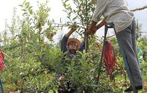 苹果摘心方法和注意事项