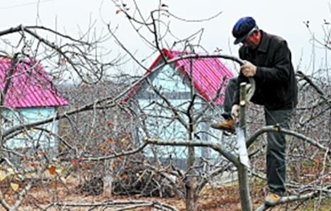 苹果转枝方法和注意事项