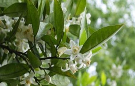 柚子雨后花期管理 柚子雨后花期管理方法