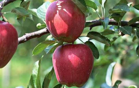 苹果树中后期管理要点 苹果树中后期管理要点包括