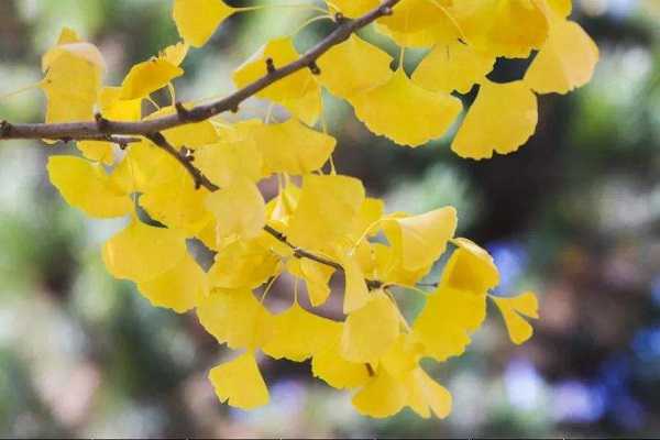 银杏叶的特点，叶子变黄的时间 银杏叶在什么温度下变黄