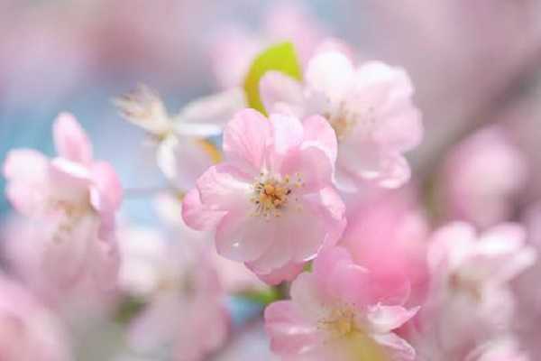 为什么海棠花爱生虫子，原因有哪些 海棠花生虫子的原因