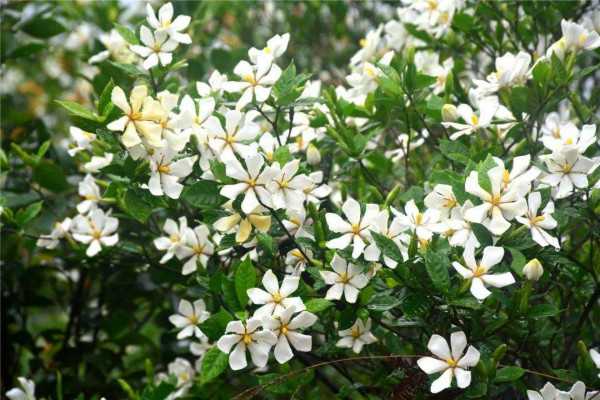 栀子花土干到什么程度浇水，要学会用浸盆式浇水法