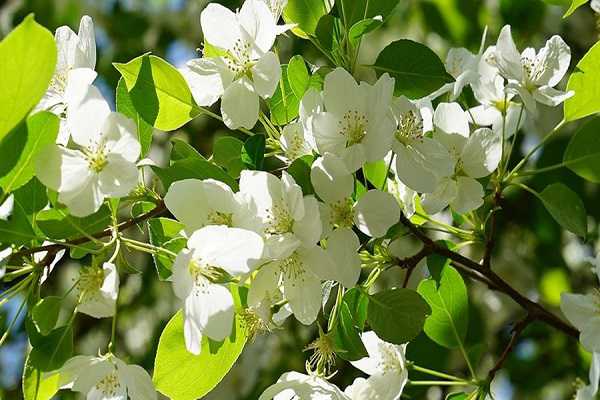 梨树几月份开花，梨花的含义及作用 梨树是在什么季节开花的?