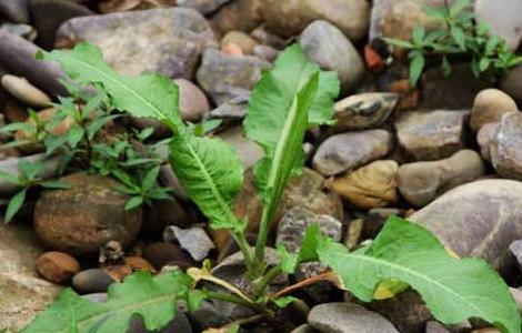 野菠菜是什么植物（野菠菜是什么植物的果实）