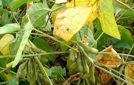青仁黑豆种植技术 青仁黑豆种植时间