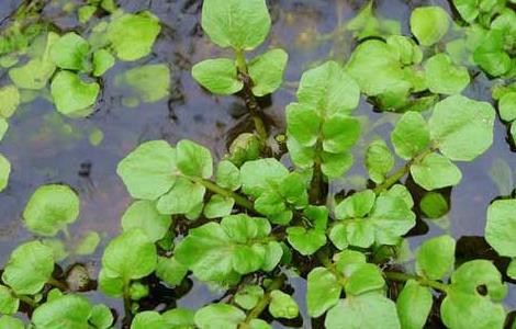 豆瓣菜栽培技术（豆瓣菜种植技术）