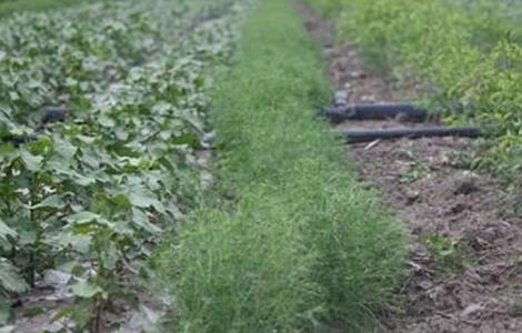 小茴香高产栽培技术 茴香高产种植管理技术