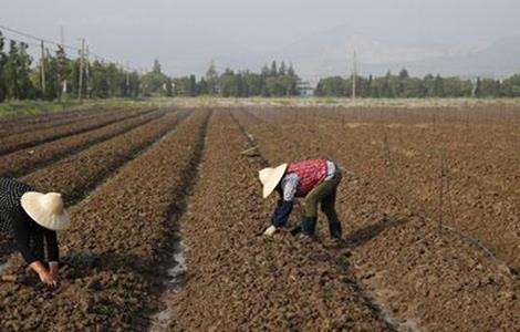 冰菜怎么种植（冰菜怎么种植方法）