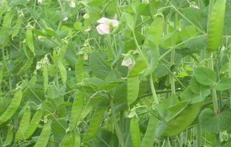 荷兰豆该怎么种植 荷兰豆该怎么种植呢