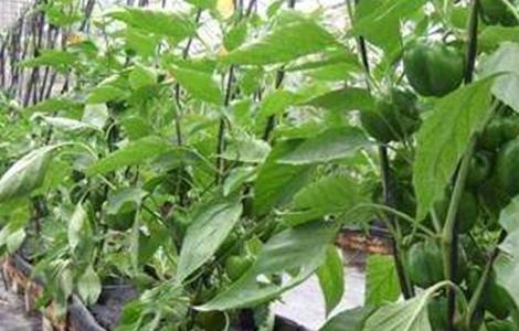 甜椒转色期管理技术(甜椒转色期管理技术要点)