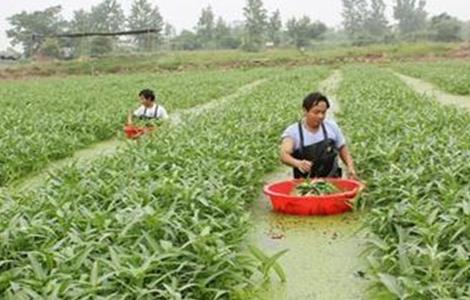 空心菜高产栽培技术（空心菜高产栽培技术有哪些）