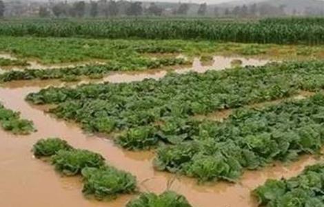 暴雨后蔬菜怎么管理 暴雨后蔬菜怎么管理好