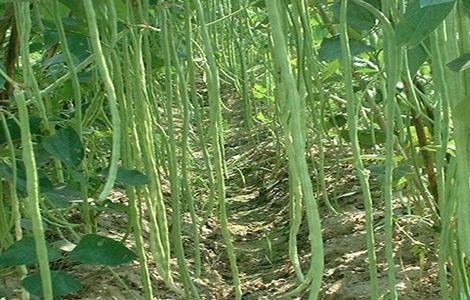 豇豆的高产施肥方法 豇豆用什么肥料能高产