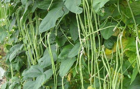 豇豆 高产施肥 种植豇豆施肥