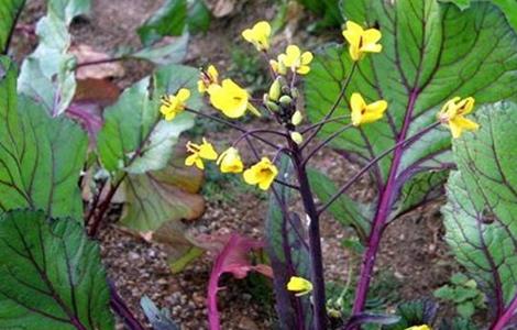 红菜苔 追肥要点 红菜苔施肥