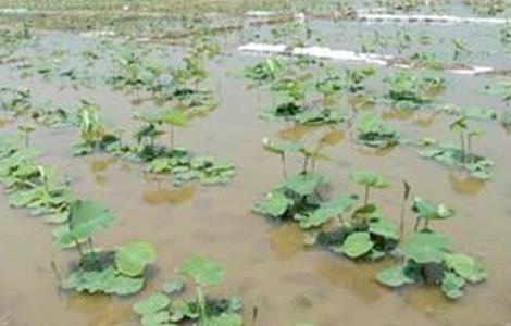 种植莲藕怎么施肥 种植莲藕施肥技术