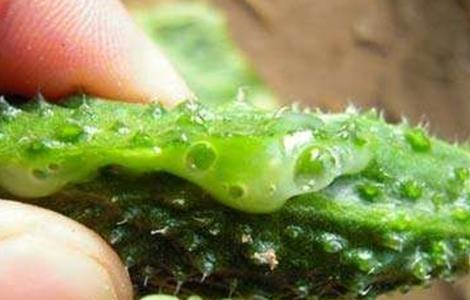 黄瓜流胶原因及防治方法（黄瓜流胶怎么回事）