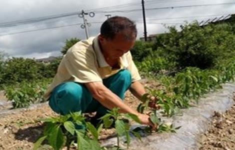 辣椒整枝打杈的作用和方法（辣椒整枝打杈的作用和方法图解）