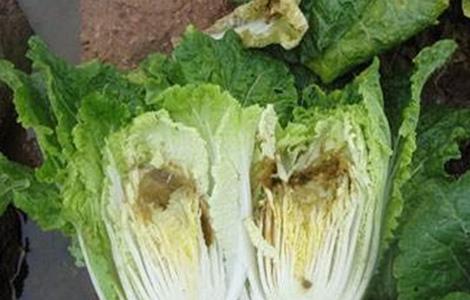 蔬菜缺钙怎么办 蔬菜缺钙怎么补