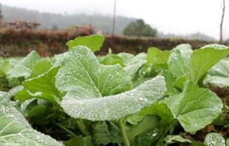 油菜冬季管理技术 油菜冬季管理技术百度